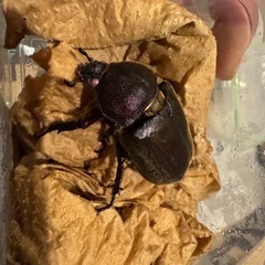 阿古谷 カブトムシ ピンクアイ
の画像