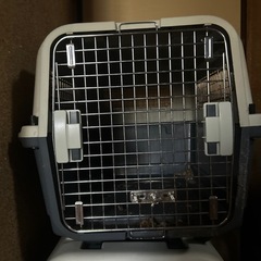 中型犬用クレートの画像