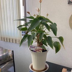 観葉植物3点　アンスリウム、カポック、ポトス