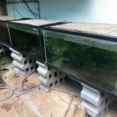 闘魚と飼育セット1式！繁殖飼育したい方や副業必見！の画像