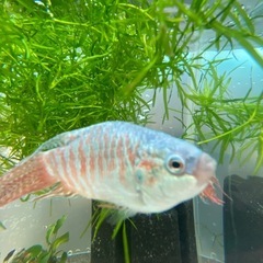 闘魚と飼育セット1式！繁殖飼育したい方や副業必見！の画像