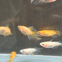 (決まりました)アースアイヒレ長ダルマ半ダの画像