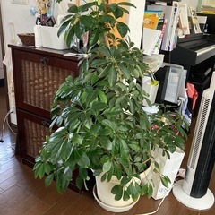 観葉植物3点　アンスリウム、カポック、ポトスの画像