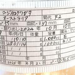 ニジイロクワガタ57mm ペアの画像