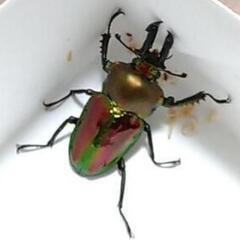 ニジイロクワガタ57mm ペアの画像