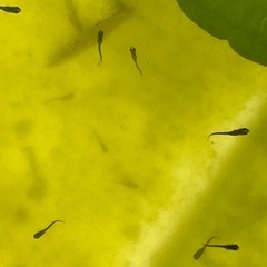 オロチメダカ　針子10匹