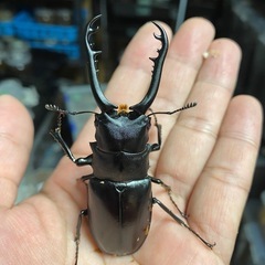 【売り切れ】レッドアイ ギラファノコギリクワガタ ペア