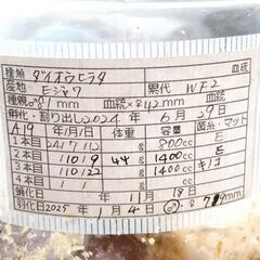 ダイオウヒラタクワガタ79mm ペアの画像