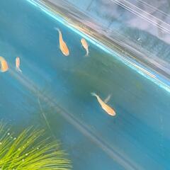 改良メダカ卑弥呼若魚4匹の画像