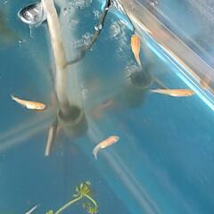 改良メダカ卑弥呼若魚4匹の画像