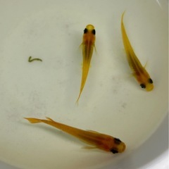 メダカ 【楊貴妃パンダ】②針子15匹＋α 300円の画像