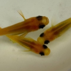 メダカ 【楊貴妃パンダ】②針子15匹＋α 300円の画像