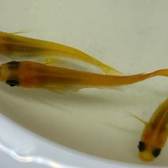 メダカ 【楊貴妃パンダ】②針子15匹＋α 300円の画像