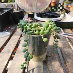 (お話し中)多肉植物　グリーンネックレスの画像