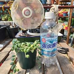 (お話し中)多肉植物　グリーンネックレスの画像