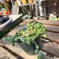 (お話し中)多肉植物　グリーンネックレスの画像