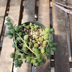 (お話し中)多肉植物　グリーンネックレスの画像