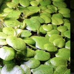 水草　浮草　いろいろセットします｡の画像