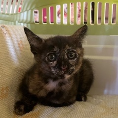 健康に異常なし　980gの2ヶ月の女の子(サビ猫)