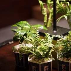 観葉植物　ベゴニア・マクラータ　透明な鉢付きの画像