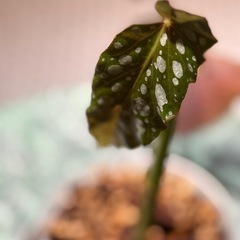 観葉植物　ベゴニア・マクラータ　透明な鉢付きの画像
