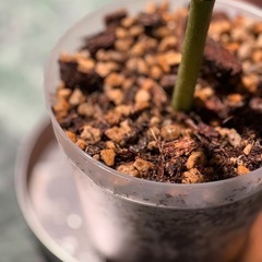 観葉植物　ベゴニア・マクラータ　透明な鉢付きの画像