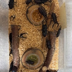 ノコギリクワガタ　35匹