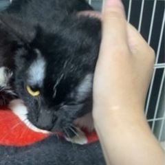 甘えん坊　飼育崩壊　至急