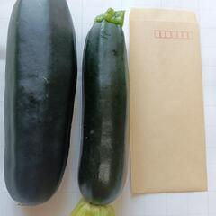 ズッキーニ2個の画像