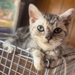 アメショ🌼6ヶ月♂