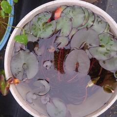 睡蓮鉢の画像
