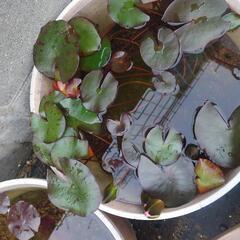 睡蓮鉢の画像