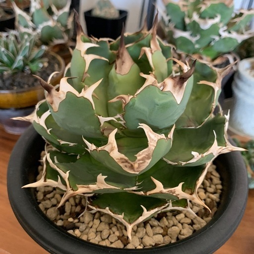 目玉商品SALE！！！