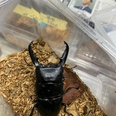 パラワンオオヒラタクワガタB品2ペア
の画像