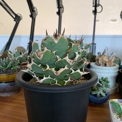 目玉商品SALE！！！の画像