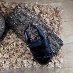 スマトラオオヒラタクワガタ　ペア　
アチェ産