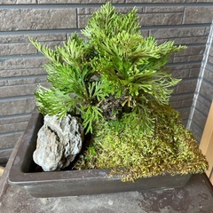 岩ヒバ　　　の画像