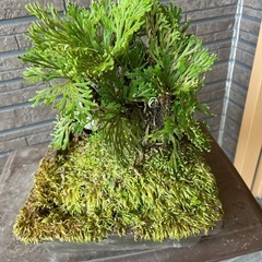 岩ヒバ　　　の画像
