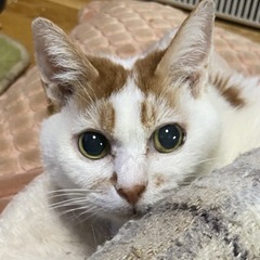 小柄なおばあちゃん猫