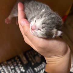 グレーシロ  ハチワレ