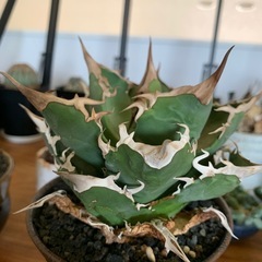 SALE！！の画像