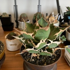 SALE！！の画像