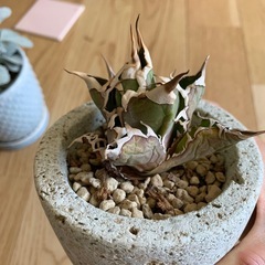 SALE！の画像