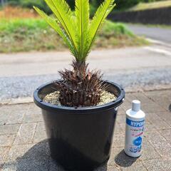 ソテツ　蘇鉄　蘇轍の画像