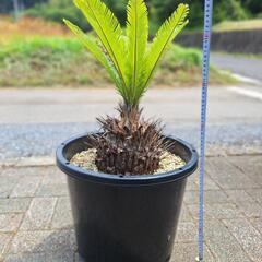 ソテツ　蘇鉄　蘇轍の画像