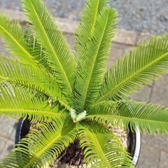 ソテツ　蘇鉄　蘇轍の画像