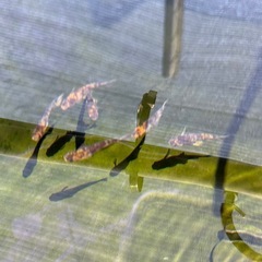 めだか　和墨三色　若魚　綺麗な柄出てます　の画像