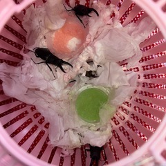 天然採取☆クワガタ♂4匹セット☆
