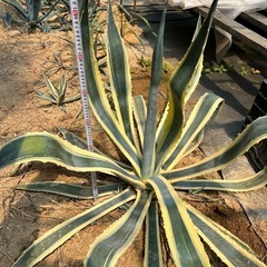 アガベアメリカーナ斑入りの画像