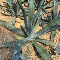 アガベアメリカーナ
の画像
